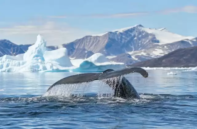 Observar ballenas y fauna ártica