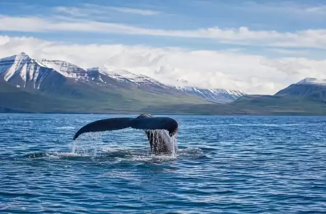 Avistamiento de ballenas en el Eyjafjörður