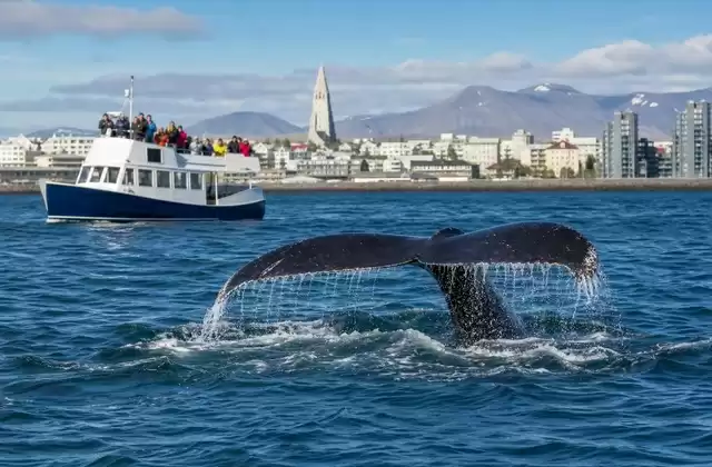 Avistamiento de ballenas desde el puerto antiguo